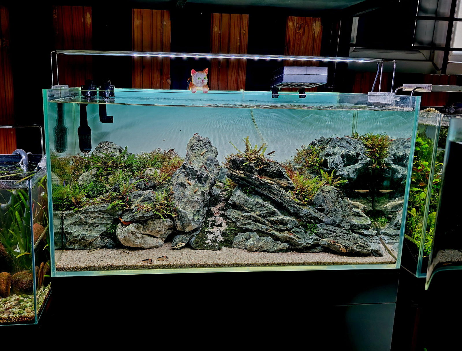 How to Create a Beautiful Aquascape on a Budget