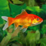 Gold Fish (5-6 cms) | Single