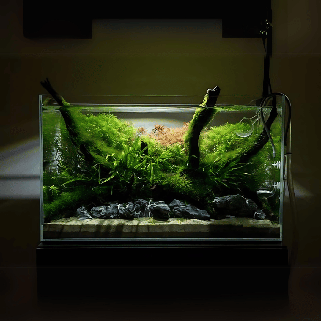 2.6 Feet Ultra Clear Open Tank (L*W*H = 80*40*40 Cms) | 8mm