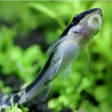 Algae Eater Otocinclus Catfish (3-4 cms) | Single