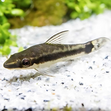 Algae Eater Otocinclus Catfish (3-4 cms) | Single