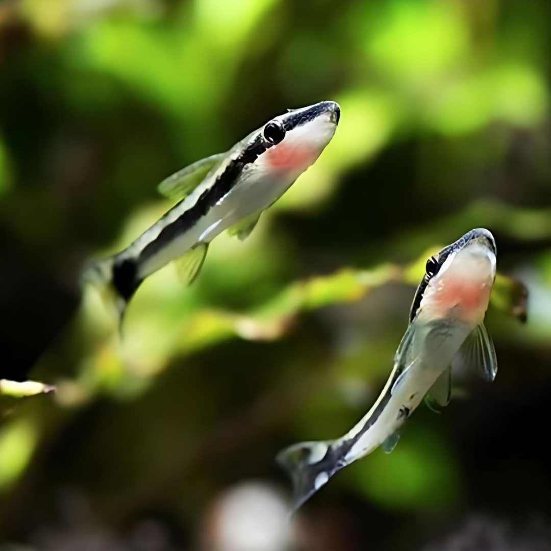 Algae Eater Otocinclus Catfish (3-4 cms) | Single