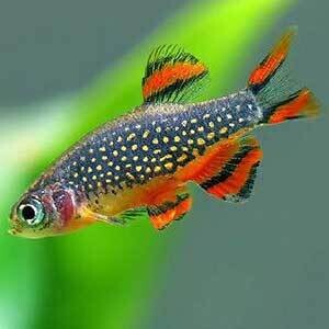 Micro Galaxy Rasbora | Planted Tank Fish | Single