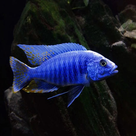 Malawi Haps Cichlid Electric Blue (Size 2 Inches) | Single