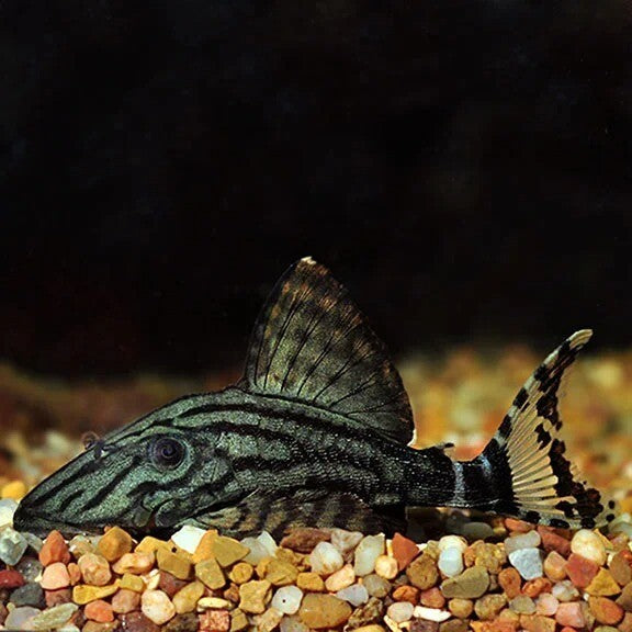 Algae Eater L-series Pleco L191 (7-8 Cms) | Single