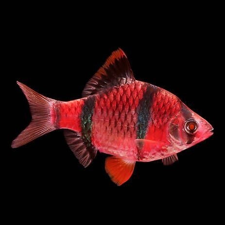 Red Tiger Barb (3 Cms) | Single