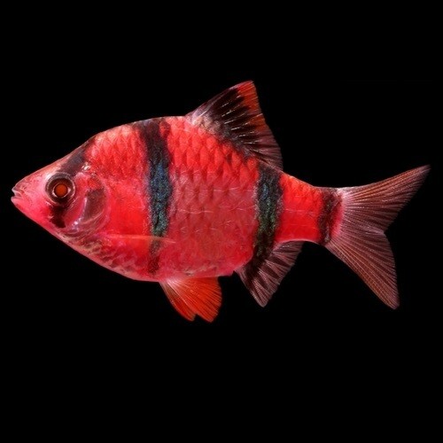 Red Tiger Barb (3 Cms) | Single