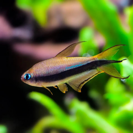 Purple Emperor Tetra | Planted Tank Fish | Single