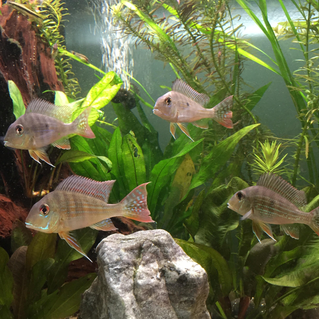 Geophagus Red Head Tapajos (2-3 cms) | Single