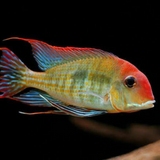 Geophagus Red Head Tapajos (2-3 cms) | Single