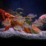 Geophagus Red Head Tapajos (2-3 cms) | Single