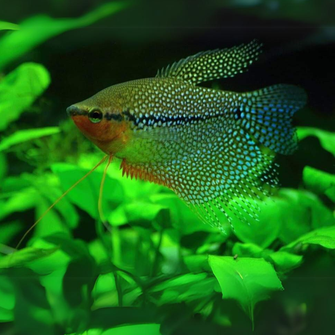 Pearl Gourami Fish (3-4 cms) | Single