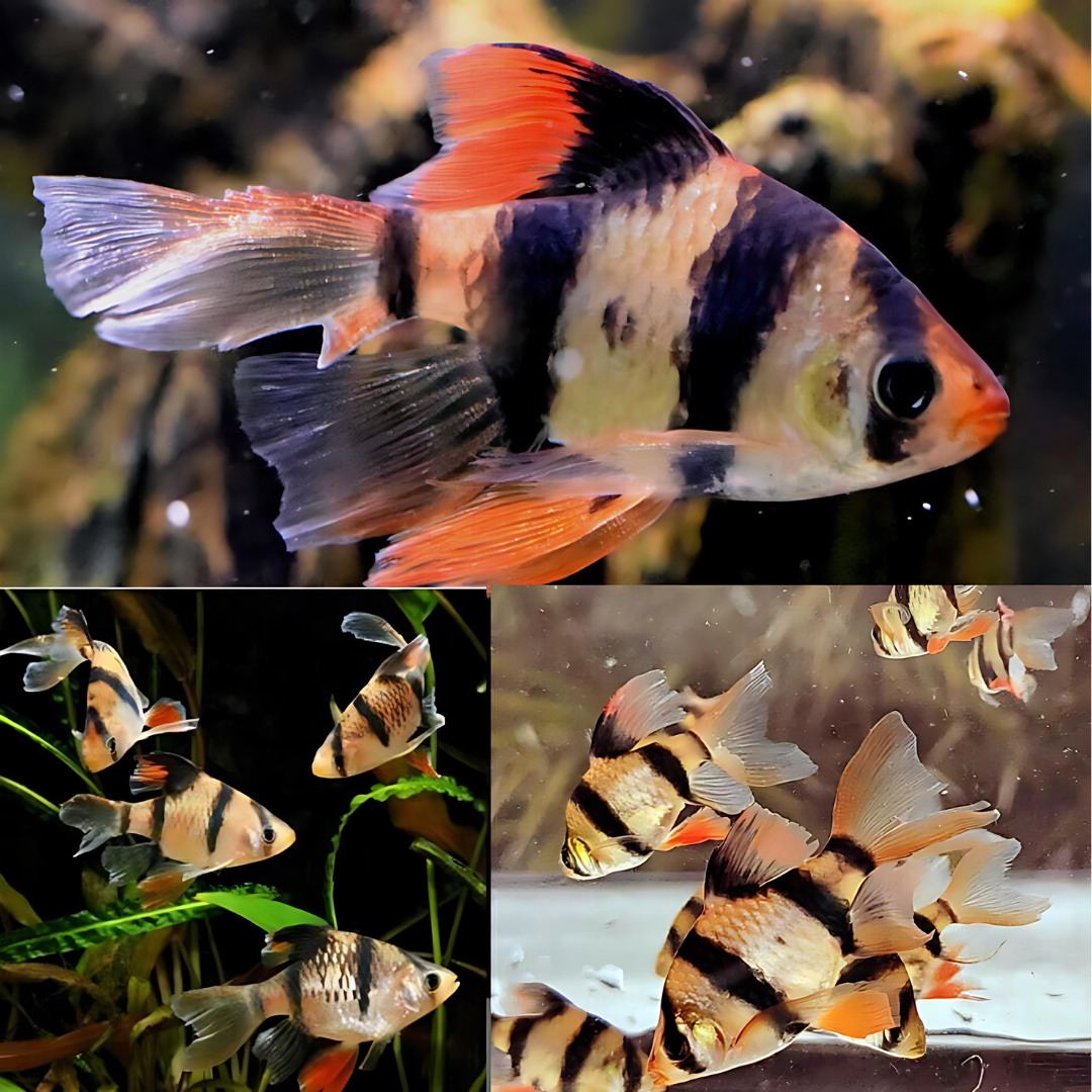 Balloon Tiger Barb Veil tail | Single