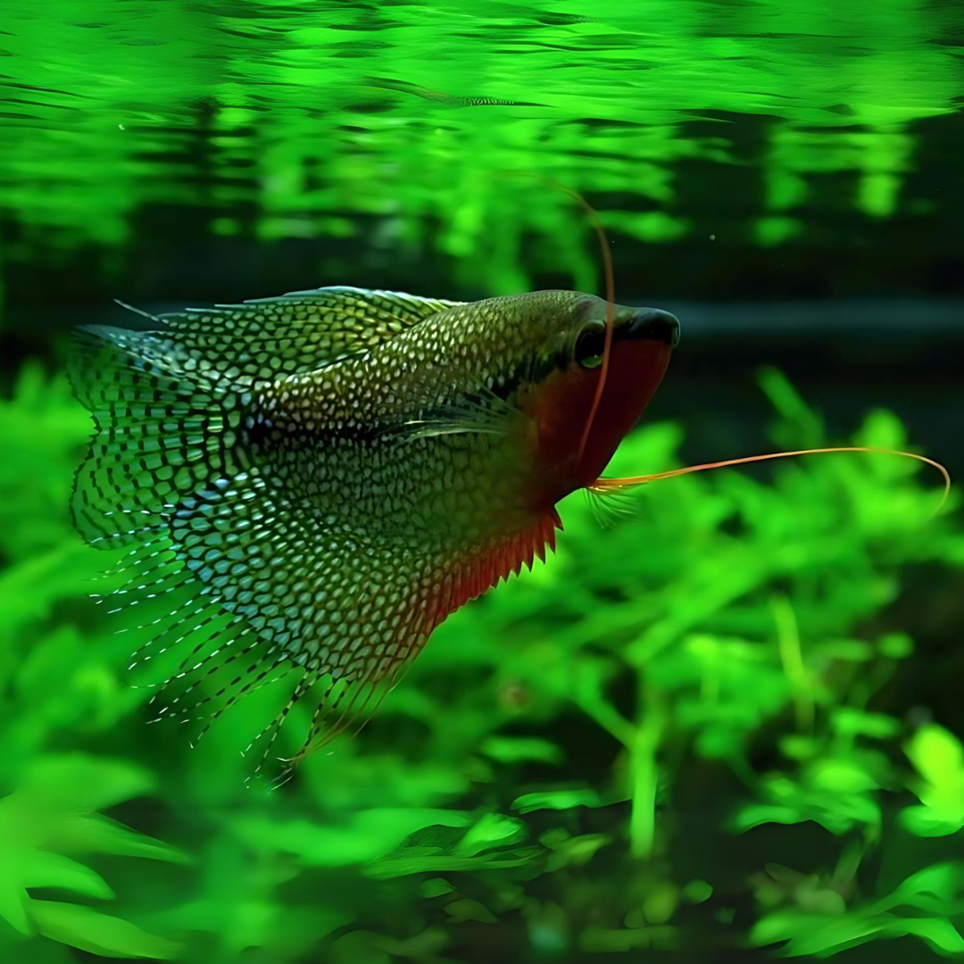 Pearl Gourami Fish (3-4 cms) | Single