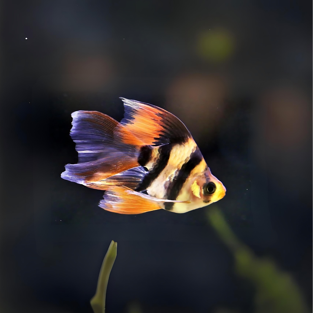 Balloon Tiger Barb Veil tail | Single