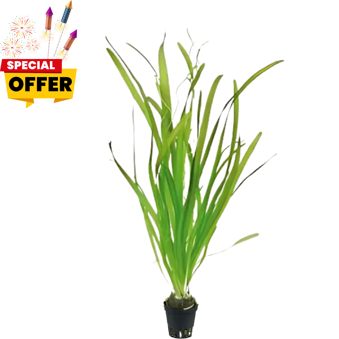 Vallisneria | Pot Live Plant (Offer)