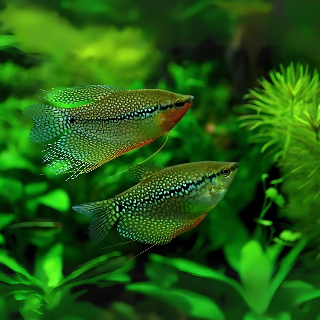 Pearl Gourami Fish (3-4 cms) | Single