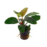 ADA LC 056 Anubias Barteri Coffeefolia | Pot Live Plant