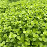 Sreepadma JR4 Micaranthemum Umbrosum Montecarlo | TC Live Plant