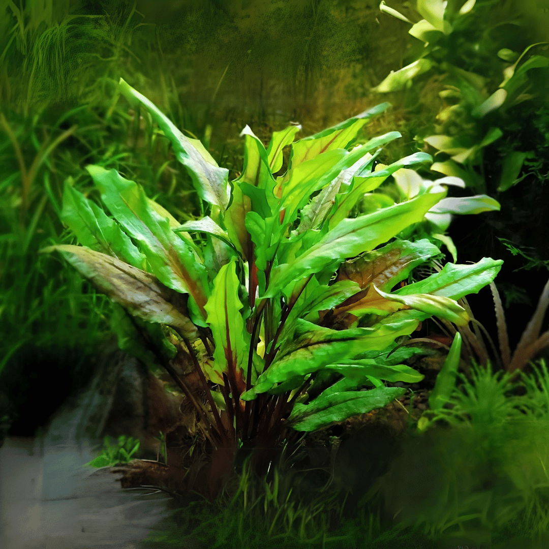 Sreepadma D11 Cryptocoryne Wendtii  | TC Live Plant