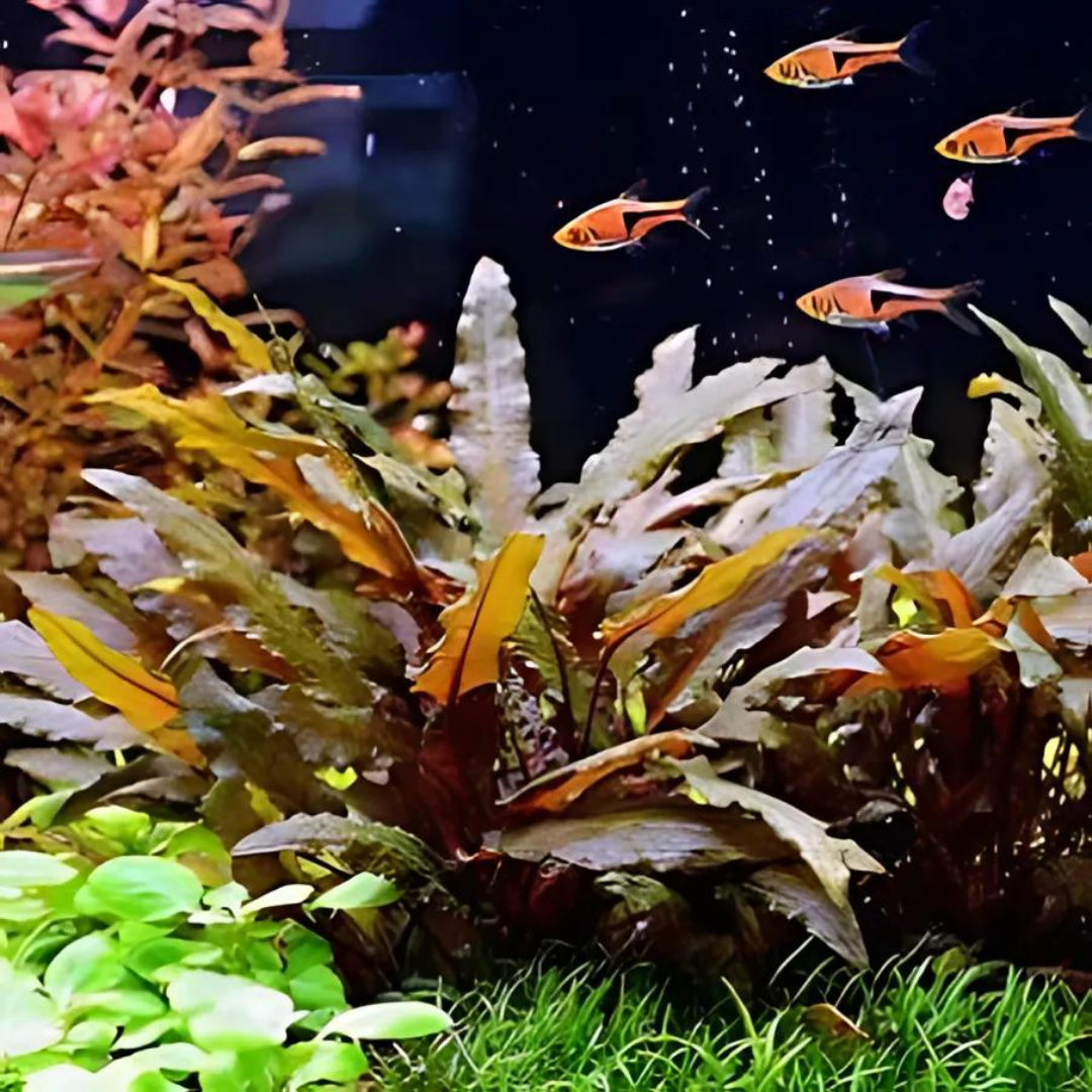 ADA IC094 Cryptocoryne Wendetii Brown | TC Live Plant