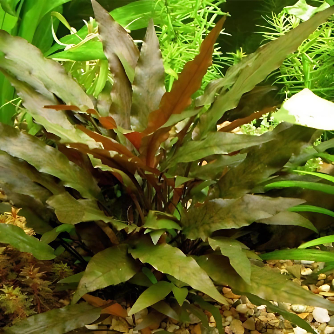 Seepadma D68 Cryptocoryne Wendetii Brown | TC Live Plant