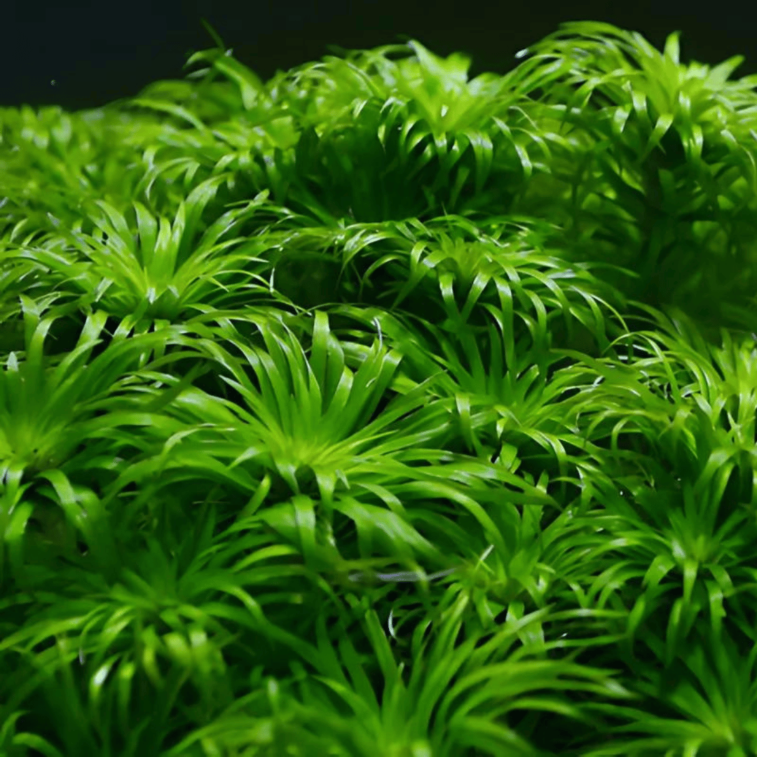 Sreepadma C65 Tonina Fluviatilis | TC Live Plant