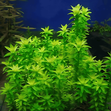 Sreepadma C65 Tonina Fluviatilis | TC Live Plant