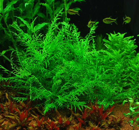 ADA IC496 Hygrophila Odora | TC Live Plant