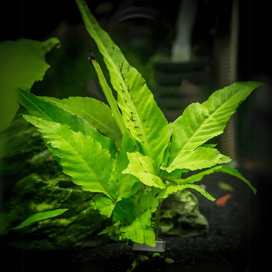 ADA LC113 Bolbitis Heteroclita | Pot Live Plant