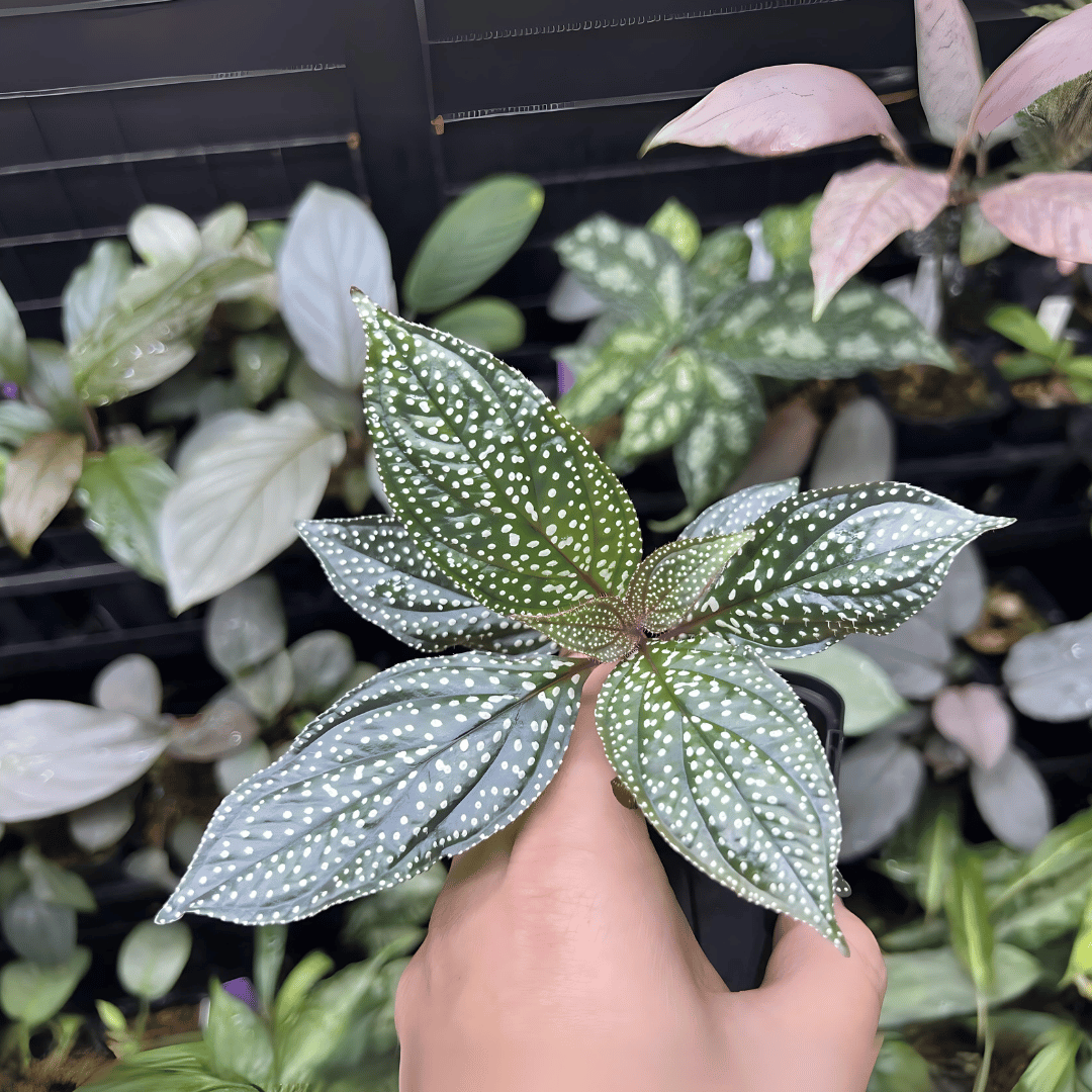 ADA LC130 Sonerila Mamei | Pot Live Plant