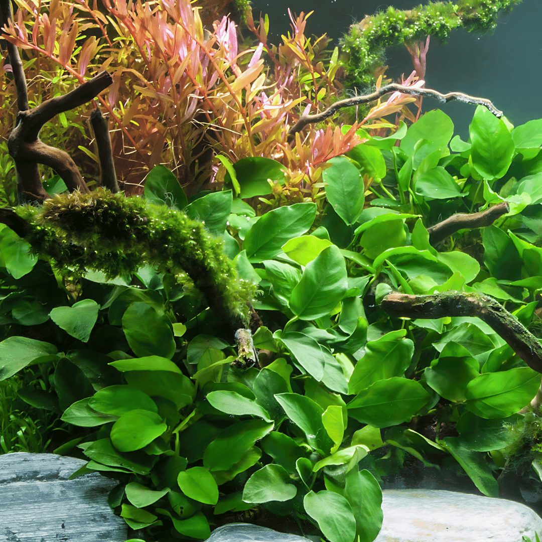 ADA MK050 Anubias Barteri Var Nana | Cup Live Plant