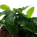 ADA MK050 Anubias Barteri Var Nana | Cup Live Plant