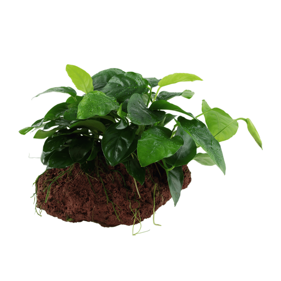 ADA MK050 Anubias Barteri Var Nana | Cup Live Plant