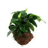 ADA MK050 Anubias Barteri Var Nana | Cup Live Plant