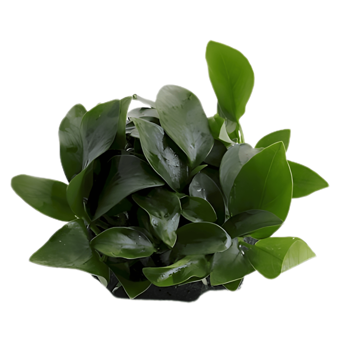 ADA MK050 Anubias Barteri Var Nana | Cup Live Plant