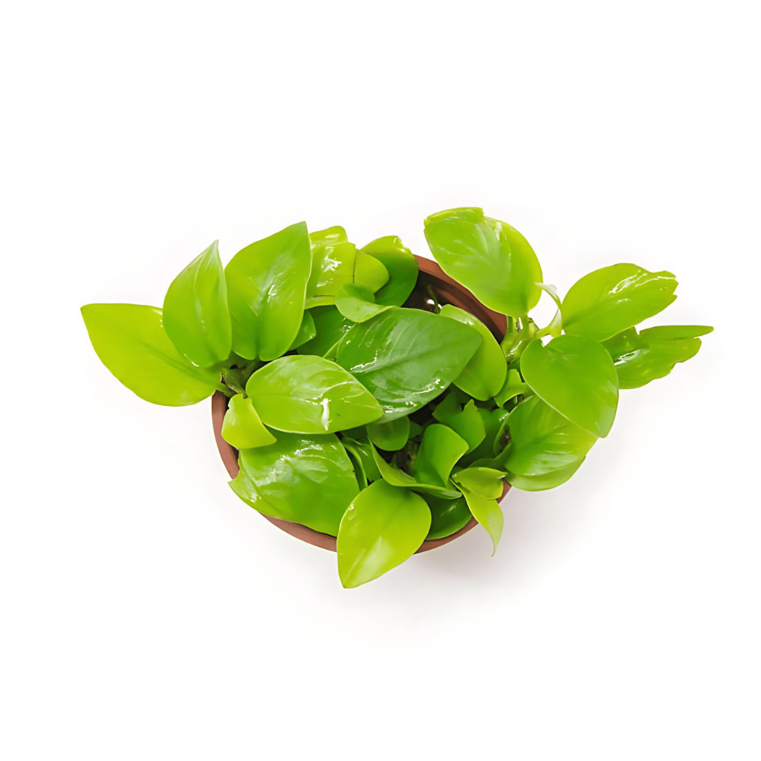 ADA MK052 Anubias Barteri Var Nana Gold | Cup Live Plant