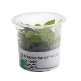 ADA MK052 Anubias Barteri Var Nana Gold | Cup Live Plant