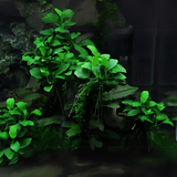 ADA MK055 Anubias Barteri Var Nana petite | Cup Live Plant