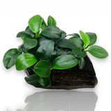 ADA MK055 Anubias Barteri Var Nana petite | Cup Live Plant