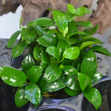 ADA MK055 Anubias Barteri Var Nana petite | Cup Live Plant