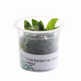 ADA MK055 Anubias Barteri Var Nana petite | Cup Live Plant