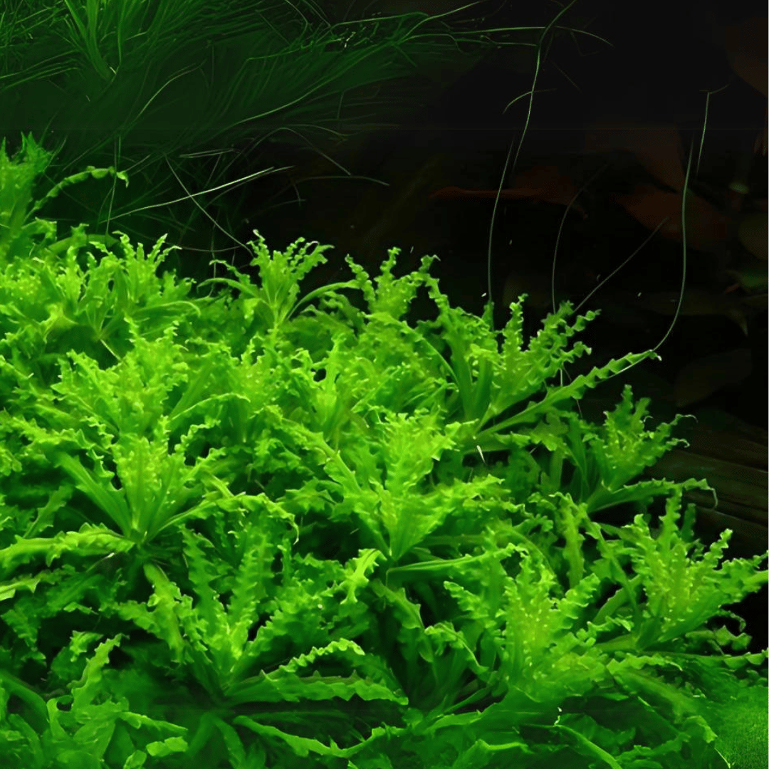 Sreepadma A39 Pogostemon Helferi | TC Live Plant