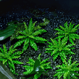 ADA IC035 Pogostemon Helferi | TC Live Plant