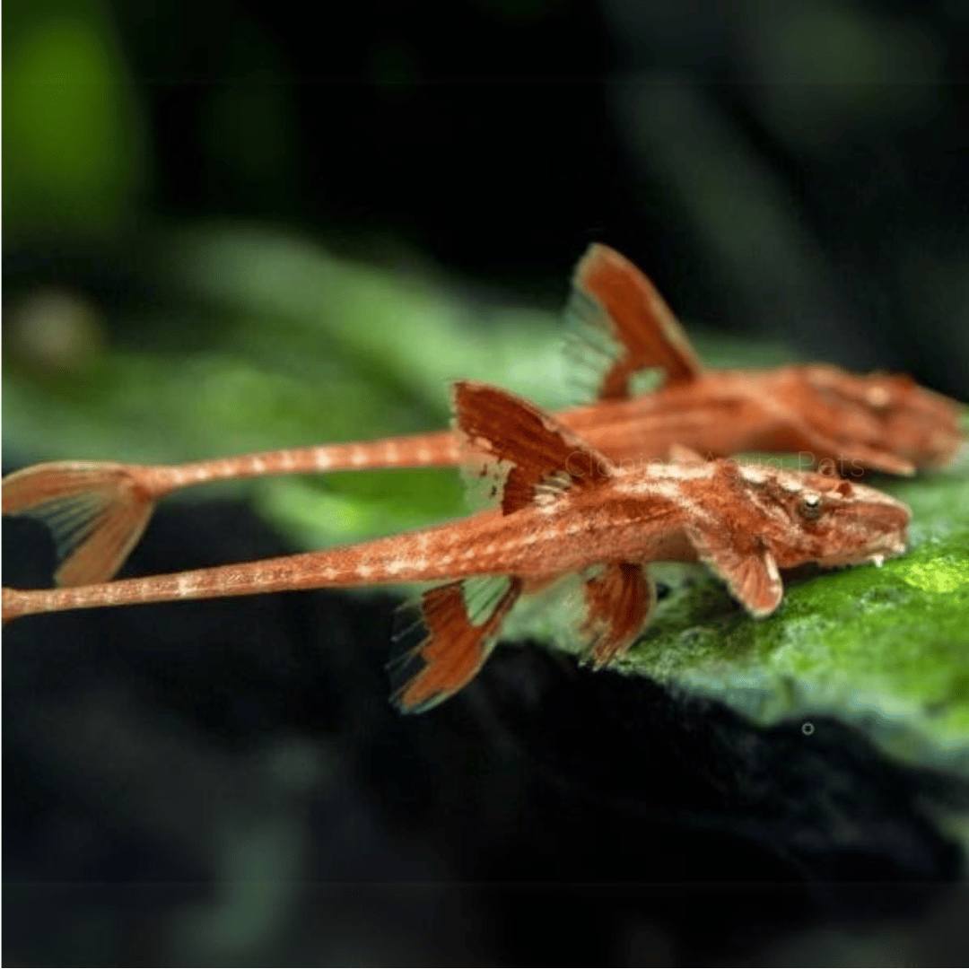 Alage Eater Red Lizard Whiptail Catfish (5-6 Cms) | Single