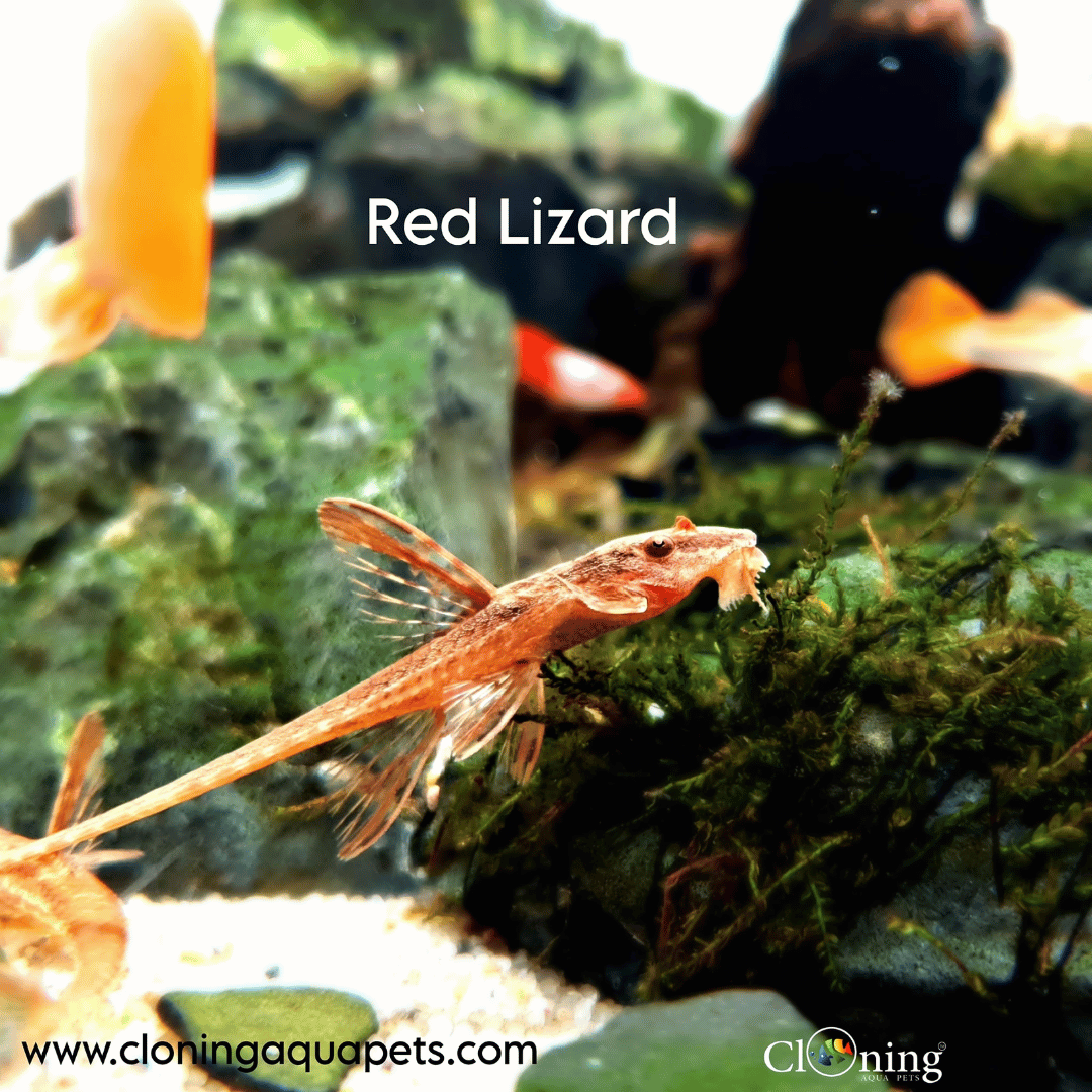 Alage Eater Red Lizard Whiptail Catfish (5-6 Cms) | Single