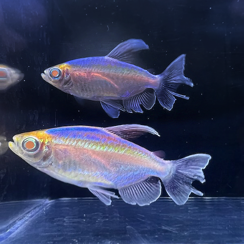 Albino Congo Tetra (1.5-2 Inches) | Single