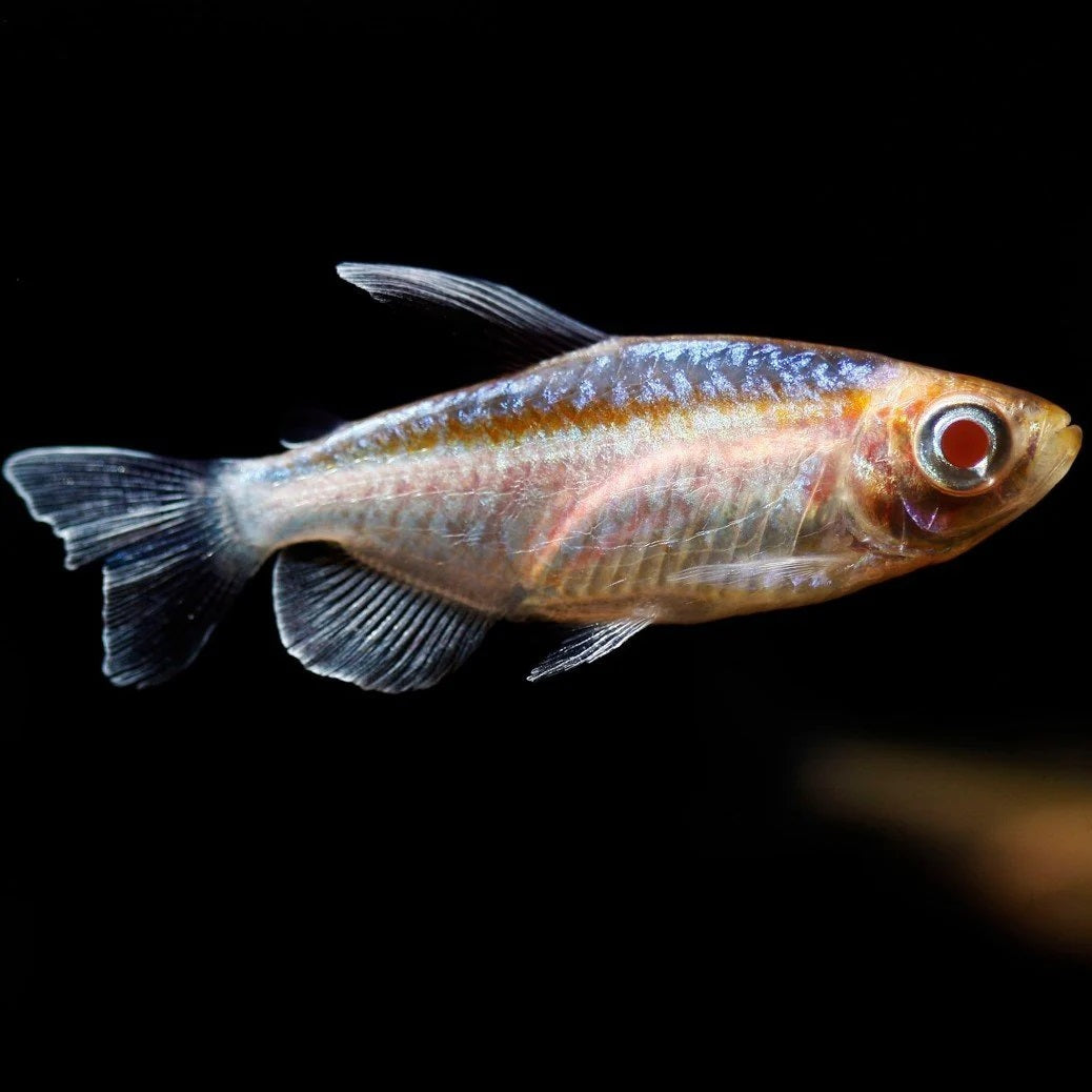 Albino Congo Tetra (1.5-2 Inches) | Single