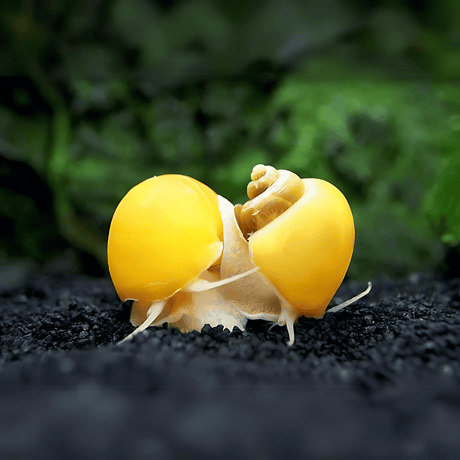 Algae Eater Apple Snail