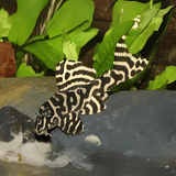 Algae Eater L333 King Tiger Pleco (4-5 Cms) | Single